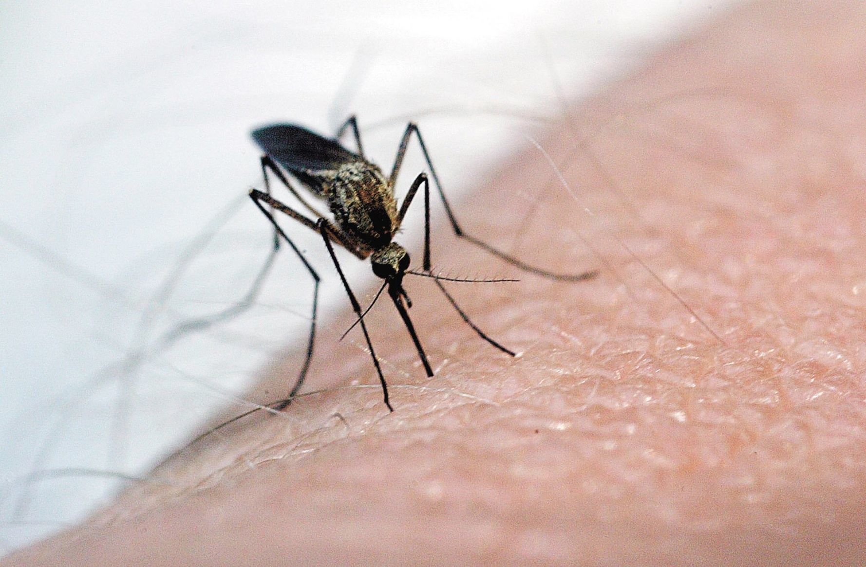 West Nile cases drop